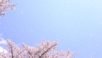 慶州の美しい桜吹雪をご覧ください