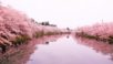 満開になった日本の弘前公園の桜をご覧ください