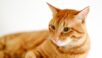 「猫さん、ドジっ子すぎる・・・」