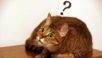 「猫さんの家出を防ぐ器具が取り付けられたフェンスをご覧ください」