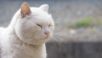 「おもちゃを使って子猫の相手をしている猫さんをご覧ください」