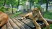 「日本の動物園で行われたライオン捕獲訓練の様子をご覧ください・・・」
