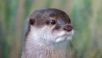 日本のカワウソさんとハイタッチした結果・・・