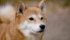 日本の柴犬さん、ハイタッチを何度も要求された結果・・・