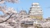 韓国人「満開になった日本の姫路城の桜をご覧ください」